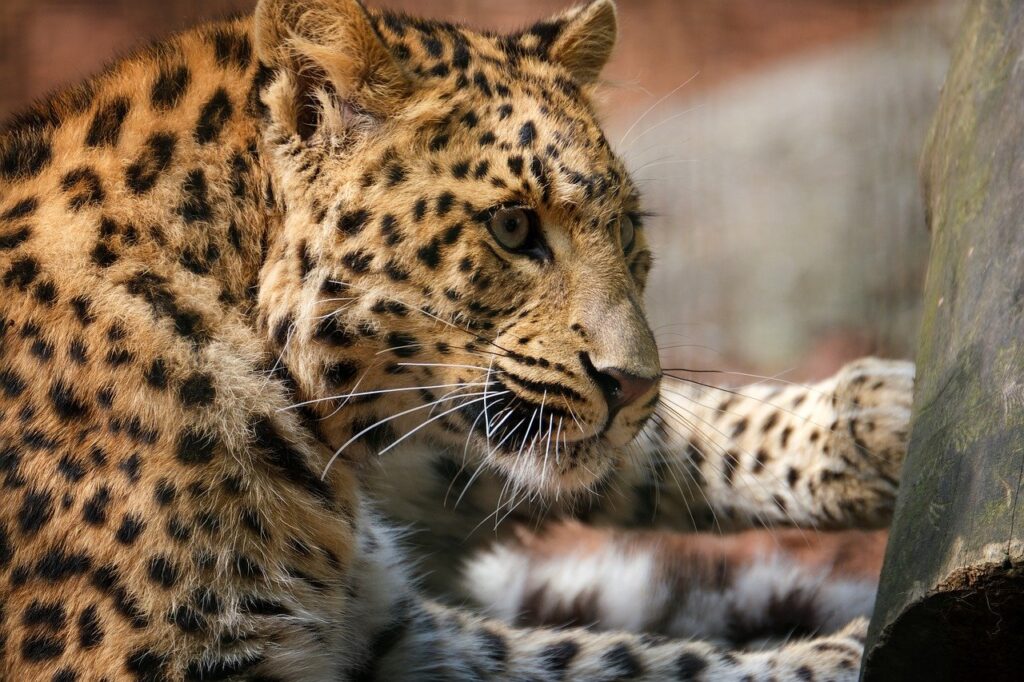Lorem ipsum dolor sit amet, consectetur adipiscing elit leopard, animal, mammal-7300442.jpg